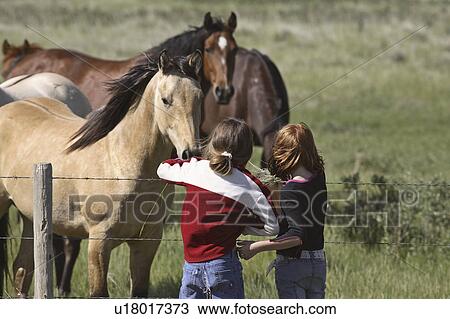 Stock Image - scenic, young, horses, feeding, girls, two. Fotosearch