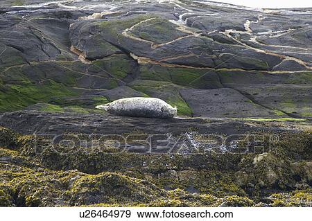 Stock Photo - seal, island, small, sunning, harbor. Fotosearch