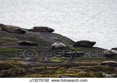 Stock Image - seals, island, small, sunning, harbor. Fotosearch