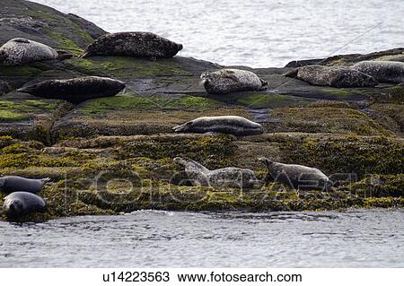 Stock Image - seals, island, small, sunning, harbor. Fotosearch