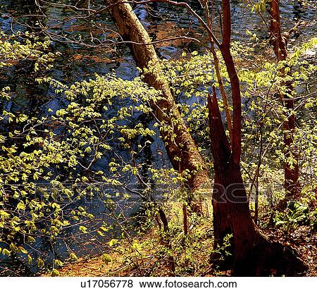 Stock Photo - seasons, eastern, forest, states, united, spring. Fotosearch