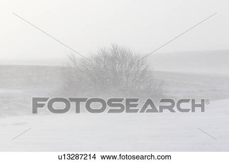 Picture - seen, fog, ice, through, lone. Fotosearch