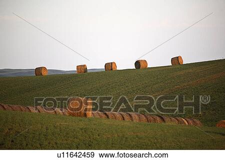 Stock Photo - setting, bales, lighting, low, lit, hay. Fotosearch