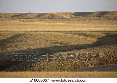 Stock Photo - shore, grazing, north, diefenbakers, lake, cattle. Fotosearch