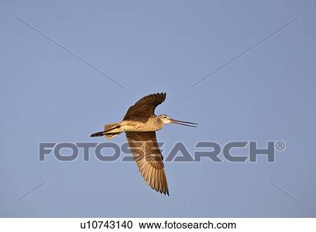 Stock Image - shorebird, godwit, large, fedoa, limosa, marbled. Fotosearch