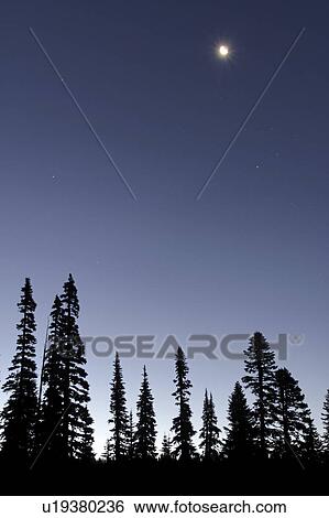 silhouetted, stars, sky, blue, deep, moon View Large Photo Image Stock Photograph - silhouetted, stars, sky, blue, deep, moon. Fotosearch
