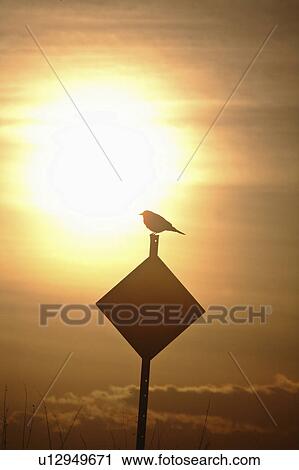 silhoutted, saskatchewan, sun, rising, bird View Large Photo Image Stock Image - silhoutted, saskatchewan, sun, rising, bird. Fotosearch