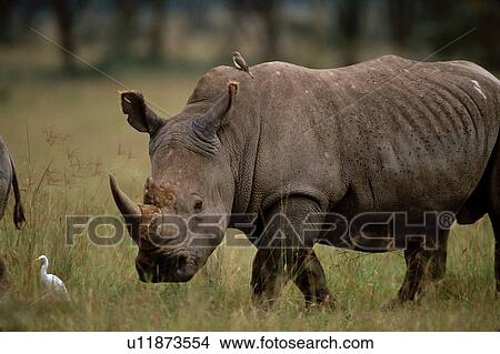 Picture - simum, africa, ceratotgerium, rhinoceros, white, kenya. Fotosearch