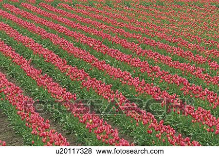 Stock Photo - skagit, spring, county, tulips, farm, growth. Fotosearch