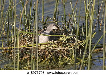 slough, american, nest, its, coot, young View Large Photo Image Stock Photo - slough, american, nest, its, coot, young. Fotosearch