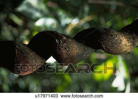 Stock Image - smaller, vine, around, snakelike, wraps, massive. Fotosearch