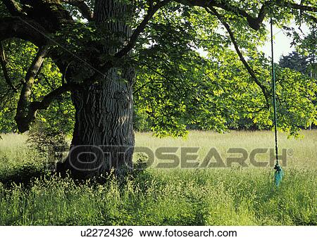 Stock Photograph - snakelum, whidbey, ebeys, rope, forest, green. Fotosearch