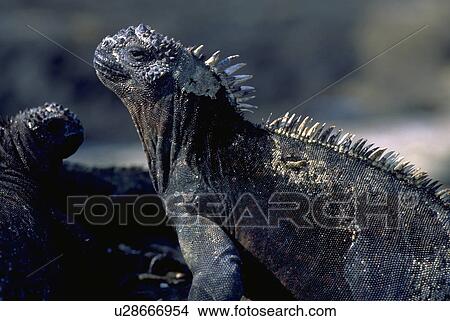 south, iguana, ecuador, islands, galapagos, closeup View Large Photo Image Picture - south, iguana, ecuador, islands, galapagos, closeup. Fotosearch