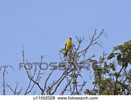 Stock Photo - southern, american, scenic, tree, goldfinch, male. Fotosearch
