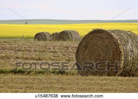 Stock Photo - southern, bales, scenic, canola, field, hay. Fotosearch