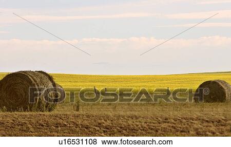 Stock Photo - southern, bales, scenic, canola, field, hay. Fotosearch