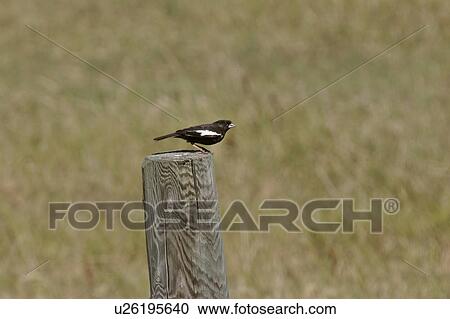 Stock Image - southern, bunting, scenic, post, fence, lark. Fotosearch