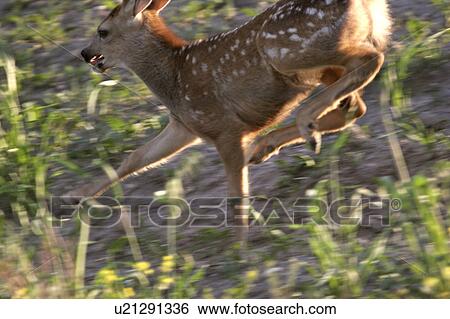 southern, deer, scenic, running, fawn, mule View Large Photo Image Stock Photograph - southern, deer, scenic, running, fawn, mule. Fotosearch