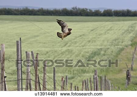 Stock Image - southern, hawk, scenic, flight, takes, swainsons. Fotosearch