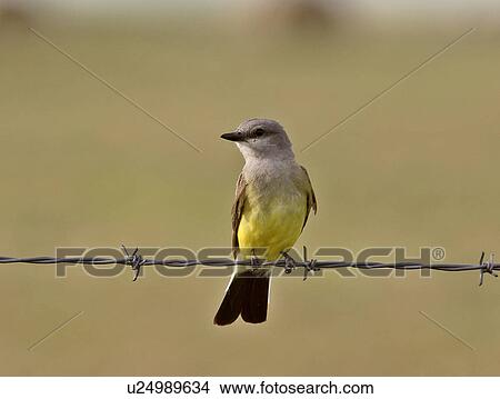 southern, kingbird, scenic, strand, barbedwire, western View Large Photo Image Picture - southern, kingbird, scenic, strand, barbedwire, western. Fotosearch