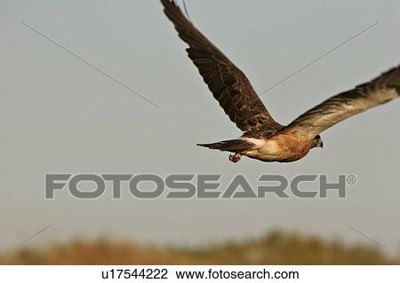 Stock Image - southern, northern, scenic, flight, harrier, female. Fotosearch
