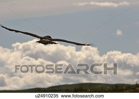 Stock Photography - southern, northern, scenic, flight, harrier, female. Fotosearch