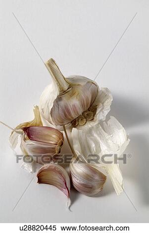 Stock Photography - southern, onionlike, sativum, allium, plant, bulb. Fotosearch