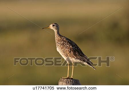 Stock Photography - southern, sandpiper, scenic, post, fence, upland. Fotosearch