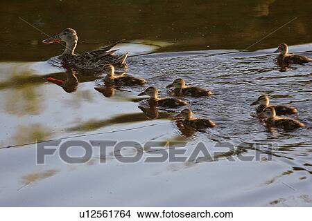 Picture - southern, shoveller, scenic, ducklings, hen, northern. Fotosearch