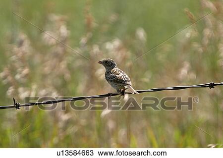 southern, sparrow, scenic, strand, wire, song View Large Photo Image Stock Image - southern, sparrow, scenic, strand, wire, song. Fotosearch