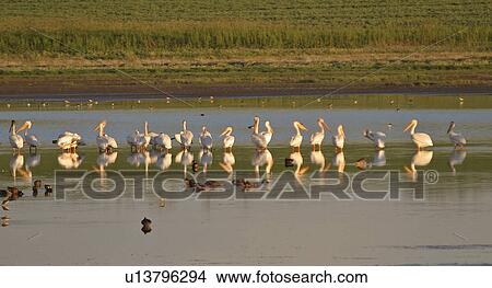 southern, white, scenic, shorebirds, pelicans, american View Large Photo Image Picture - southern, white, scenic, shorebirds, pelicans, american. Fotosearch