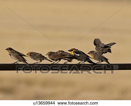 Picture - southern, yellowheaded, scenic, railing, blackbirds, gathering. Fotosearch