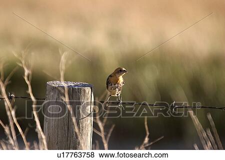 southern, yellowheaded, scenic, wire, blackbird, young View Large Photo Image Stock Photo - southern, yellowheaded, scenic, wire, blackbird, young. Fotosearch