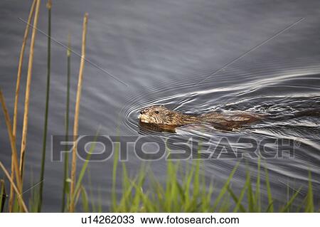 Stock Image - species, or, zibethicus, ondatra, musquash, muskrat. Fotosearch