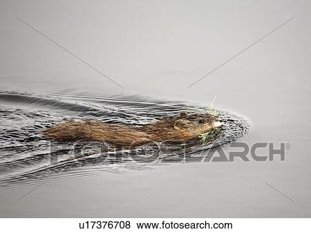 Stock Photo - species, or, zibethicus, ondatra, musquash, muskrat. Fotosearch