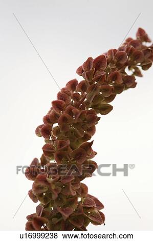 Stock Photo - spiked, loosestrife, known, salicaria, lythrum, purple. Fotosearch
