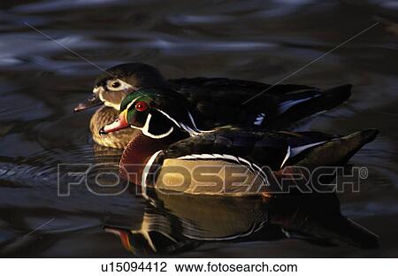 sponsa, wood, aix, pair, duck, swimming View Large Photo Image Stock Image - sponsa, wood, aix, pair, duck, swimming. Fotosearch