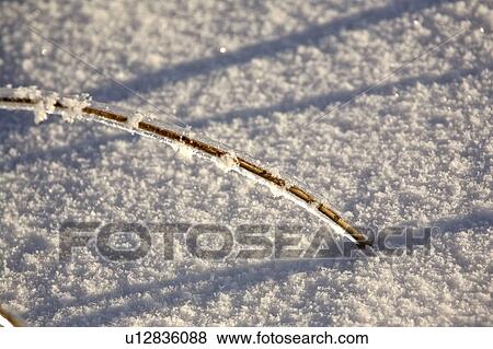 stalk, frost, plant, covered, ice, hoar View Large Photo Image Stock Photo - stalk, frost, plant, covered, ice, hoar. Fotosearch