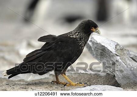 stalking, caracara, hawk, islands, falkland, striated View Large Photo Image Stock Image - stalking, caracara, hawk, islands, falkland, striated. Fotosearch