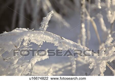 Stock Image - stalks, frost, plant, covered, ice, hoar. Fotosearch