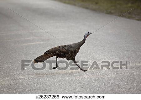 state, turkey, myaka, road, crossing, wild View Large Photo Image Stock Photograph - state, turkey, myaka, road, crossing, wild. Fotosearch