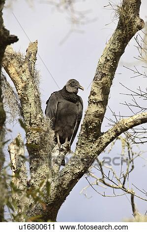 Stock Image - state, vulture, myaka, tree, perched, black. Fotosearch