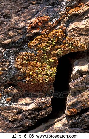 Stock Photograph - stovepipe, yellow, rocks, growing, lichen, orange. Fotosearch