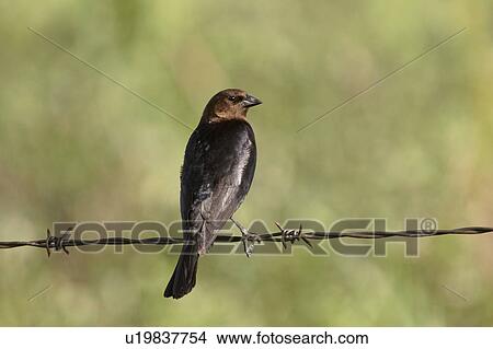 strand, brownheaded, wire, ofn, cowbird, male View Large Photo Image Picture - strand, brownheaded, wire, ofn, cowbird, male. Fotosearch