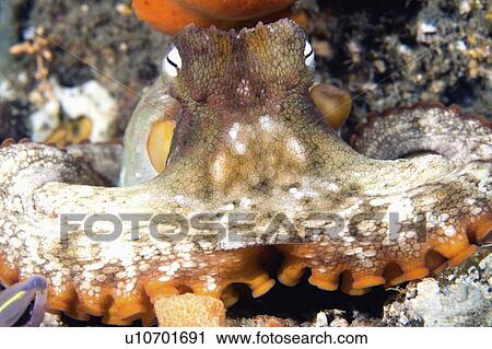 suckers, octopus, tentacle, common, holder, sydney View Large Photo Image Stock Image - suckers, octopus, tentacle, common, holder, sydney. Fotosearch