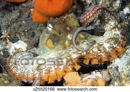 suckers, sydney, tentacle, showing, octopus, common View Large Photo Image Stock Photo - suckers, sydney, tentacle, showing, octopus, common. Fotosearch
