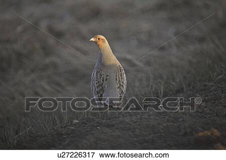 sun, partridge, setting, lit, partially, gray View Large Photo Image Stock Photo - sun, partridge, setting, lit, partially, gray. Fotosearch
