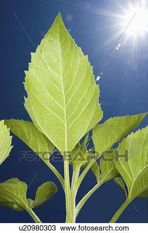 Stock Image - sunflower, leaf, detail, sky, blue, green. Fotosearch