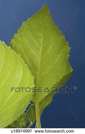 Stock Photo - sunflower, leaf, detail, sky, blue, green. Fotosearch