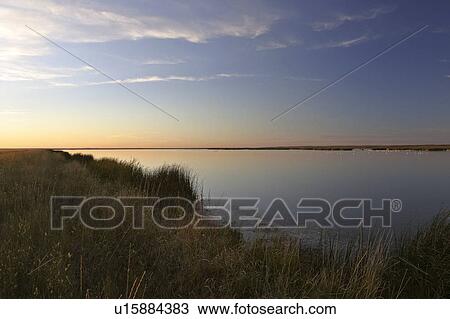 sunset, swans, marshes, lake, chaplin, tundra View Large Photo Image Stock Image - sunset, swans, marshes, lake, chaplin, tundra. Fotosearch